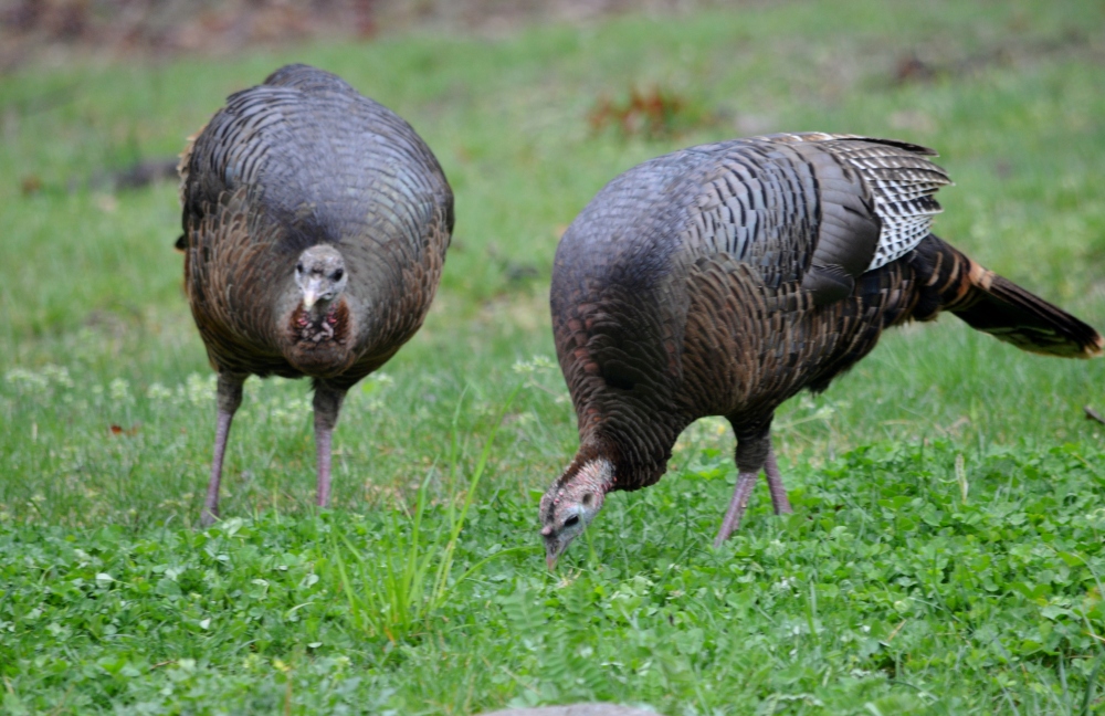 Turkeys are Back – Nature and Life Notes