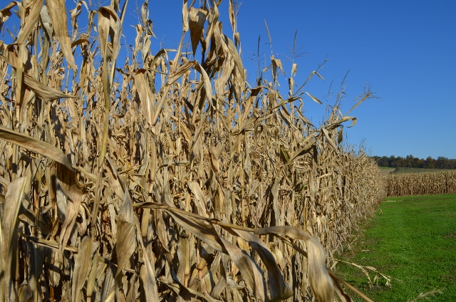 corn stalks (640x424)